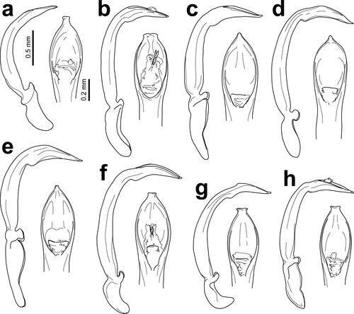 Fig. 3. Lateral and apical dorsal views of the penises of Dematotrichus capillaris sp. nov. (a), D. comans sp. nov. (b), D. comatulus sp. nov. (c), D. crinitus sp. nov. (d), D. hirtus sp. nov. (e), D. villosus sp. nov. (f), D. pubescens sp. nov. (g) and D. hirsutus sp. nov. (h). All penises drawn at the same scale.