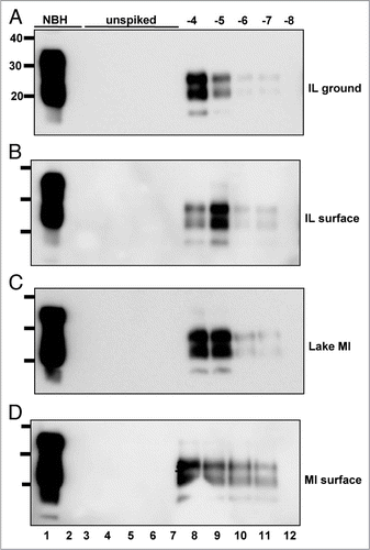 Figure 3 PrPCWD amplification in raw water samples from non-CWD-endemic areas. All samples were digested with Proteinase K except normal brain homogenate (NBH) in lane 1. Lane 2 shows amplified NBH control. sPMCA failed to amplify any PrPCWD from five replicate samples (lanes 3 to 7) of raw water from areas in IL (A, ground water and B, surface water) and Michigan (C, Lake Michigan and D, surface water) without any reported CWD cases, but amplified dilutions of PrPCWD spiked into these samples (log10, lanes 8 to 12) with similar efficiency as PrPCWD spiked into purified water. Data are representative of four separate experiments.