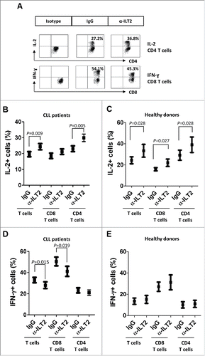 Figure 8. ILT2 blockade increases IL-2 levels and reduces IFN-γ production by T cells in CLL patients. (A) PBMCs from 15 CLL patients and 6 donors were cultured in the presence of anti-ILT2 blocking antibody or irrelevant IgG1 for 48 hours, and the intracytoplasmic expression of IL-2 and IFN-γ was analyzed in T and B cells by flow cytometry. Dot plots show the level of IL-2 expression in CD4 T cells and IFN-γ expression in CD8 T cells from a CLL patient. The mean of percentage ± SEM of intracytoplasmic levels of IL-2 in patients (B) and healthy donors (C) is shown. The intracytoplasmic expression of IFN-γ in patients (D) and healthy donors (E) is shown.