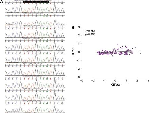 Figure S1 (A) Sequencing of cell cycle homology region (CHR) in the promoter of KIF23 in 9 NSCLC tumors. The consensus wild-type sequence TTTGAAA was present in all samples. (B) Correlation between TP53 and KIF23. Scatter plot of log2 mean-centered expression values of KIF23 and TP53, TP53: Pearson’s correlation 0.256, uncorrected p-value =0.008. Pearson product-moment correlation (r) and uncorrected p-value were calculated using R software package.Abbreviation: NSCLC, non-small-cell lung cancer.