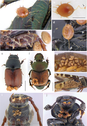 Figure 1. Phoretic Uropodina and their carriers. (a) deutonymph of Uropoda orbicularis Müller attached via pedicel to the hind femur of Onthophagus beetle (scale bar 500 µm). (b) detached deutonymph of Uroobovella sp., a species within a species complex of Uroobovella nova Oudemans, with helically coiled pedicel; a black arrow indicates carrier terminus of the pedicel (scale bar 500 µm). (c) pedicels and deutonymphs of U. orbicularis attached to the hind femur of Aphodius beetle; white arrows indicate pedicels of variable length (scale bar 1000 µm). (d) deutonymph of U. orbicularis; note the position of the mite - the legs of the second to fourth pair are hidden in the podofossae, and the legs of the first pair with elongated setae are exposed (scale bar 500 µm). (e) deutonymphs of U. orbicularis attached to a posterior part of the elytra of Aphodius fimetarius (Linnaeus). (f) deutonymphs of U. orbicularis attached to a posterior part of the elytra of Onthophagus coenobita (Herbst); note that the mites are attached close one to the other, although the remaining dorsal body side of the beetles is free (scale bar 2000 µm). (g) deutonymphs of Oodinychus ovalis (Koch) (= Trichouropoda ovalis (Koch)) attached to a lateral body part of the centipede (scale bar 1000 µm). (h) deutonymphs of Trichouropoda sociata (Vitzthum) attached to elytra of Plagionotus detritus (Linnaeus) (scale bar 2000 µm). (i) deutonymphs of T. sociata attached to the ventral surface of the prothorax of P. detritus (scale bar 1000 µm). (j) deutonymphs of Uroobovella sp. (a species within the complex species of Uroobovella nova) attached to the ventral prothorax of the Nicrophorus beetle (scale bar 2000 µm). All images were captured under the Olympus SZ61 stereomicroscope.