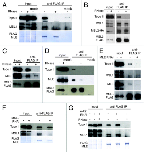 Figure 4. Topo II interacts with the MSL complex through MLE. (A) Anti-FLAG-MLE IP from S2 cells. MLE binds Topo II and MSL1 in an RNA-dependent manner. (B,C) Anti-FLAG-MSL3 IP from S2 cells expressing MLS3-FLAG and MSL2-HA. MSL3 binds Topo II in an RNA-dependent manner, MLE binding is reduced after RNase treatment while MSL1 and MSL2 remains unchanged. (D,E) anti-FLAG MSL3 IP from S2 cells overexpressing only MSL3-FLAG. (D) MSL3 binding of TopoII and MLE is less efficient compare with figure B and C.(E) MSL3 binding to Topo II is strongly reduced after MLE RNAi. (F) anti-FLAG-MLE IP of MSL2 depleted S2 cells. MLE interacts with Topo II in absence of the MSL complex. (G) Anti-FLAG-MLE IP from roX2-depleted S2 cells. roX2 RNA is not required for the interaction with Topo II and with MSL1. The immunoprecipitated FLAG-MLE is stained with Coomassie. The mock samples are untransfected S2 cells extracts containing the FLAG peptide.