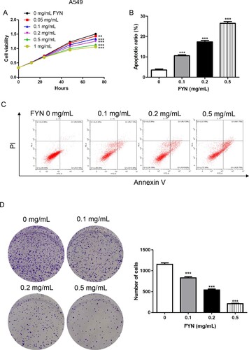 Figure 1. FYN inhibited cell viability and increased cell apoptosis in A549/DDP cells. (A) Cell viability was measured after treatments with different concentrations (0, 0.05, 0.1, 0.2, 0.5, and 1 mg/mL) of FYN. (B, C) Cell apoptosis was detected after treatments with different concentrations (0, 0.1, 0.2, and 0.5 mg/mL) of FYN. (D) Clone formation assay was performed in FYN treated cells. **P < 0.01; ***P < 0.001 VS 0 mg/mL of FYN.