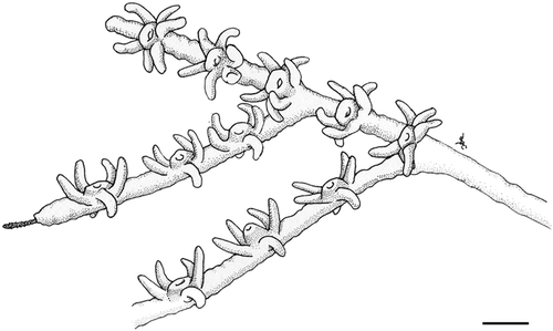 Figure 3 Arrangement of polyps inA. subpinnata. Drawing by Dr Cristina Gioia di Camillo. Scale bar: 0.7 mm.