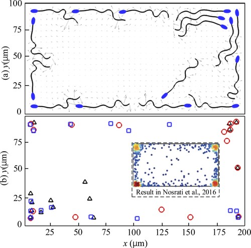 Figure 15. The swimming sperms in a closed rectangular cavity area. (a) The snapshot of sperms in case 2. (b) Sperm distribution of all the three cases. Case 1: red ‘○’; Case 2: black ‘▵’; Case 3: blue ‘□’.