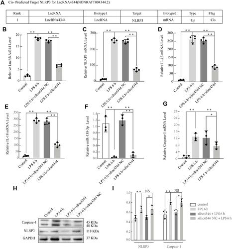 Figure 8 Effect of lncRNA siRNA on early LPS-induced cytokine production in NR8383 alveolar macrophages (AMs). Information about lncRNA4344 (NONRATT004344.2) and the cis-predicted target gene NLRP3 (A). silnc4344 significantly decreased the expression of lncRNA4344 in NR8383 cells after stimulation with LPS for 6 h (B). siRNA-lnc4344 significantly affected the expression of NLRP3 (C), IL-1β (D), IL-1β (E), miR-138-5p (F), and Caspase-1 (G) in NR8383 cells after LPS stimulation for 6 h. (H and I) Expression levels of NLRP3 and caspase-1 proteins in LPS-induced AMs measured using Western blot analysis. *p < 0.05; **p < 0.01; NS, no statistically significant difference.