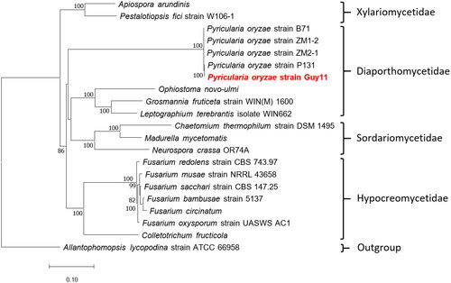 Figure 3. Phylogenetic tree of maximum likelihood (ML) method based on the mitogenome sequences of Pyricularia oryzae Guy11 and 19 Sordariomycetes species. The tree is rooted with Allantophomopsis lycopodina strain ATCC 66958 (Chen et al. Citation2023). bootstrap support values based on 1,000 replicates are displayed on each node as >70. The following sequences were used: Pyricularia oryzae strain ZM1-2 CM048866 (unpublished), Pyricularia oryzae strain B71 CP060338 (Peng et al. Citation2019), Pyricularia oryzae strain P131 CP114142 (unpublished), Pyricularia oryzae strain Guy11 OP095391 (this study), Pyricularia oryzae strain ZM2-1 CP099704 (unpublished), Allantophomopsis lycopodina strain ATCC 66958 CP103019 (unpublished), chaetomium thermophilum strain DSM 1495 JN007486 (Amlacher et al. Citation2011), madurella mycetomatis JQ015302 (van de Sande Citation2012), Fusarium circinatum JX910419 (Fourie et al. Citation2013), Neurospora crassa OR74A KC683708 (unpublished), Fusarium oxysporum strain UASWS AC1 KR952337 (unpublished), colletotrichum fructicola KX034082 (Liang et al. Citation2017), pestalotiopsis fici strain W106-1 KX870077 (Zhang et al. Citation2017), apiospora arundinis KY775582 (unpublished), ophiostoma novo-ulmi MG020143 (Abboud et al. Citation2018), Fusarium bambusae strain 5137 MH684411 (Wang et al. Citation2018), Fusarium redolens strain CBS 743.97 MT010909 (Yang et al. Citation2020), Fusarium sacchari strain CBS 147.25 MT010910 (Yang et al. Citation2020), Fusarium musae strain NRRL 43658 ON240982 (Degradi et al. Citation2022), leptographium terebrantis isolate WIN662 OP973818 (unpublished), grosmannia fruticeta strain WIN(M) 1600 OQ851465 (unpublished).