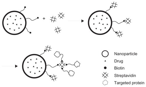 Figure 1 The combination of biotin-graft-poly(lactic acid) nanoparticles with streptavidin and with biotinylated protein via a streptavidin arm to realize targeted drug delivery.