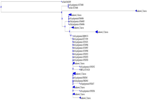 Figure 11. Phylogenetic tree of ORF1a proteins.