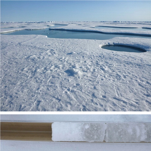 Fig. 2  Station 227 on 14 August with frozen melt ponds and the top of the ice core with a clear layer of deteriorated ice from station 246.