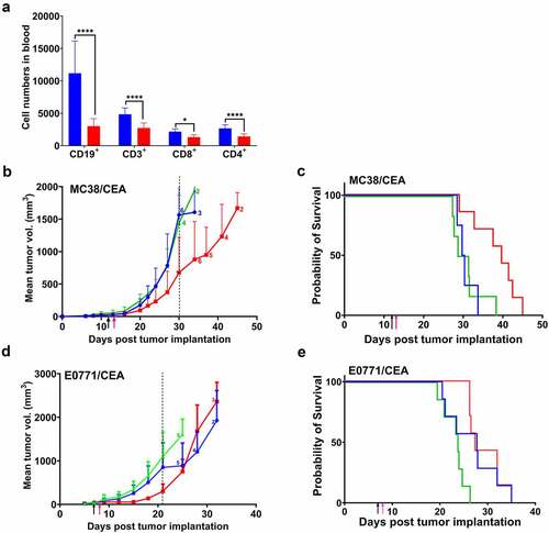 Figure 2. Improved effect of cyclophosphamide plus anti-CEA CAR T cells on s.c. MC38/CEA and orthotopic E0771/CEA tumor growth inhibition in CEATg mice