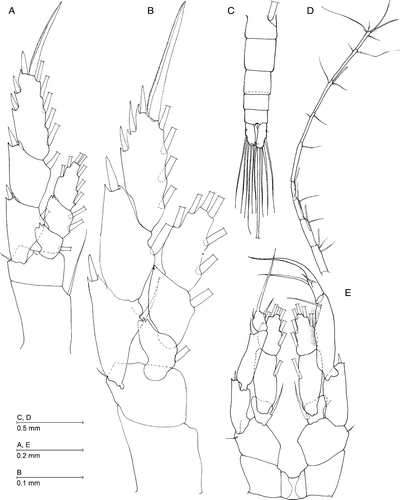 Figure 3.  Caiconectes antiquus gen. et sp. nov., female (A, B), male (C–E). (A) Leg 4; (B) leg 5; (C) urosome, ventral; (D) distal part of right antennule; (E) leg 5, posterior.