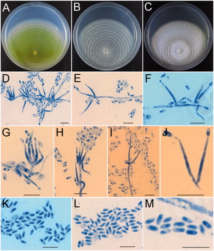 Figure 3. Hypomyces hubeiensis (HMAS 254597). (A−C) Cultures after 14 d at 25 °C (A: on CMD, B: on MEA, C: on PDA); (D–I) Conidiophores, phialides, and conidia; (J) Phialides and conidia; (K–M) onidia. Scale bar = 10 μm.