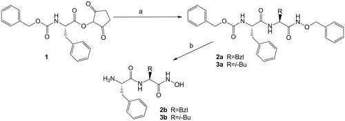 Scheme 1. The synthesis of the hydroxamate inhibitors: (a) H-Phe-NHBzl·CF3COOH (for 2a) or H-Leu-NHBzl·CF3COOH (for 3a), TEA, THF; (b) H2, 10% Pd/C, MeOH.