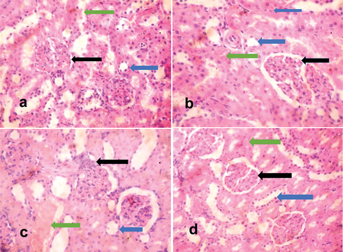 Figure 2. H and E-stained kidney sections of rats.