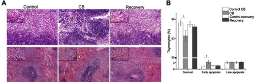 Figure 7 Representative histopathological images of the thymus and spleen tissues as well as the apoptosis of thymocyte in rats. (A) The above pictures representative histopathological image of the thymus in rats by HE staining (200×). Inset: a higher magnification of the thymus tissue (400×). The arrows indicate: Red arrow, broaden thymic cortex and narrowed thymic medulla; Yellow arrow, disrupted demarcation of medullar/cortex; Blue arrow, Monocytes, and eosinophils. The below pictures representative histopathological image of the spleen in rats by HE staining (200×). Inset: a higher magnification of the thymus tissue (400×). The arrows indicate: Red arrow, slight proliferated white pulp, disrupted demarcation of white and red pulp with deviated central arteries. Yellow arrow, extravasated blood Blue arrow, thickened wall of splenic arterioles. Green arrow, abnormal lymphocyte, and mononuclear cells. (B) The apoptosis of thymocyte detected by flow cytometry. *P<0.05 compared with the control group. Data were shown as the mean ± SD. n=6.