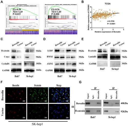 Figure 6 Borealin upregulated β-catenin and activated the Wnt/β-catenin signaling pathway to exert oncogenic function. (A) GSEA analysis indicated that Borealin might be involved in the Wnt/β-catenin signaling pathway. (B) Tissue expression data indicated significant correlation between the expression of Borealin and CTNNB1. (C and D) WB analysis signified enhanced β-catenin, c-Myc, cyclin-D1, and LGR5 expression and decreased RNF43 and AXIN2 expression in the Borealin overexpression group when compared with the control group in the hepatoma cells. (E) Overexpressed Borealin upregulated nucleus β-catenin by WB analysis of nucleoprotein from HCC cells. (F) Overexpressed Borealin upregulated nucleus β-catenin by immunofluorescence analysis. (G) The immunoprecipitation and WB assays suggested that β-catenin immunoprecipitated with Borealin in Huh7 and SK-hep1 cells.