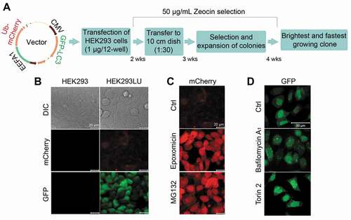 Figure 1. Generation of a stable HEK293 UPS and ALP reporter cell line (HEK293LU). (A) A schematic diagram of the cell line-generating protocol. (B) Comparison of the reporter cell line (HEK293LU) to normal HEK293 cells. Differential interference contrast (DIC) and fluorescence images of mCherry and GFP are depicted. (C) HEK293LU ubiquitinG76V-mCherry expression with or without (control; ctrl) proteasome inhibitor treatment (250 nM epoxomicin or 1 μM MG132 treatment for 24 h). (D) HEK293LU GFP-LC3 expression with or without autophagy modulators (100 nM of the autophagy inhibitor bafilomycin A1 or 50 nM of the autophagy activator torin 2 for 3 h)