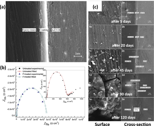 Figure 6. (a) Scanning electron microscopy (SEM) image of fluoride coated AZ31 sample (b) electrochemical impedance spectroscopy (EIS) spectra of bare and fluoride coated sample in simulated blood plasma (c) surface and cross-sectional morphologies of fluoride coated sample in simulated blood plasma at different time intervals (reprinted from [Citation51], copyright 2014, with permission from Elsevier).