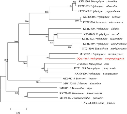 Figure 3. Maximum-likelihood (ML) phylogenetic tree was reconstructed based on the complete mitochondrial genome of T. nanpanjiangensis and other 20 Cypriniformes fishes. Accession numbers were indicated after the species names. Numbers at the nodes indicated bootstrap support values from 1000 replicates under the GTR + F + I + G4 model.