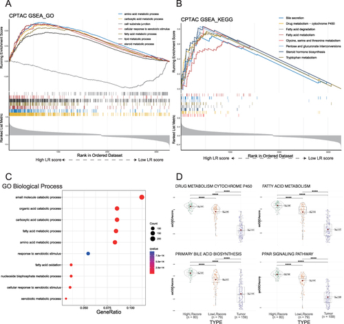 Figure 4 Functional analysis of DEGs between high and low LR score groups in non-tumor tissues. (A). Seven representative GO pathways were enriched in the high LR score group by GSEA analysis. (B). Eight representative upregulated KEGG pathways in the high LR score group by GSEA analysis. (C). GO BP enrichment analysis was performed for upregulated DEGs between high and low LR score groups. (D). The ssGSEA scores of the three categories of tissues in the four KEGG representative pathways are presented as violin plots.