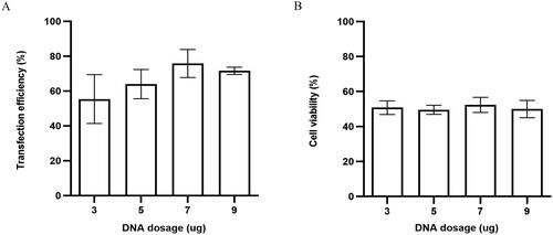 Figure 4. (A) Transfection efficiency and (B) cell viability of horse skeletal muscle satellite cells using different DNA dosages.
