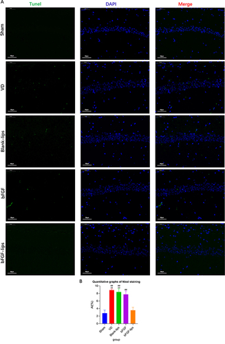 Figure 5 Nasal administration of bFGF-lips inhibited neuronal apoptosis in the hippocampi of VD mice. (A) Representative images of TUNEL staining (400×). (B) Quantitative graphs of TUNEL staining. Data are presented as means±SDs (n=5). **P<0.01 vs sham group; ##P<0.01 vs bFGF-lips group.