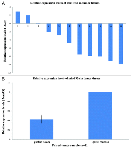 Figure 1. MiR-135a is downregulated in human gastric cancer. Quantitative real-time PCR for miR-135a was performed in 11 human gastric cancer surgical specimens and the matched adjacent non-tumor mucosal tissue. (A) The relative expression levels of miR-135a in individual gastric cancer samples expressed relative to the matched adjacent non-tumor tissue, miR-135a was downregulated in 8/11 (73%) of the tumor samples. (B) The mean ± SEM relative expression level of miR-135a in gastric cancer and non-tumor samples (*p < 0.01).