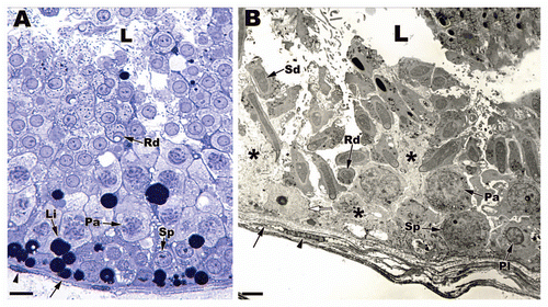 Figure 3 Light (A) and low power electron (B) micrographs depicting the seminiferous epithelia within Agkistrodon contortrix (northern Copperhead Snake) and Thamnophis sauritus (Garter Snake) testes. Sertoli cells sit on a prominent boundary layer (black arrows) made up of myofibroblasts (black arrowheads) and the Sertoli cell nuclei (white arrow) rest near the basement membrane of the seminiferous epithelium. The Sertoli cell processes (black *) wrap around developing germ cells. Sp, spermatogonia A; Pl, preleptotene spermatocyte; Pa, pachytene spermatocyte; Rd, round spermatid; Sd, elongating spermatid; L, lumen; Li, Lipid droplet. (A) Bar = 25 µm; (B) Bar = 15 µm.