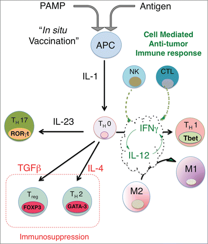 Figure 1. In situ vaccination enhances immunogenicity and drives effective cell-mediated anti-tumor immune responses. The activation of APCs through triggering ‘danger receptors’ like Toll-like receptors TLRs while concomitantly exposing APCs to tumor antigens leads to production of proximal immune activating cytokines, in particular, the IL-1 cytokine. Th0 cells are CD4+ cells, which are not yet committed to a distinct differentiation path and are influenced by the dominant local cytokine milieu to express distinct nuclear transcription factors, leading to differentiation into either Th1 (Tbet), Th2 (GATA-3), Th17 (RORγT) or Treg (FOXP3). Upstream production of IL-1 together with IL-12 leads to expression of IFNγ, which in turn leads to further increases in IL-12 and IFNγ production and sensitivity, driving a feed-forward loop that locks-in a Th1-associated immune response, characterized by NK cells and cytotoxic CD8+ generation and activation. Exposure of Th0 cells to cytokines like IL-4, TGFβ or IL-23 can drive the differentiation of CD4 T cells to a Th2, Treg or Th17 phenotype. Although there is limited data on whether Th17 skewing leads to effective anti-tumor immunity, the generation of Tregs and a strong Th2 bias appear to suppress effective anti-tumor responses. By driving IL-12/IFNγ production, In Situ vaccination leads to a strongly biased Type 1-associated cell-mediated immune response required for effective anti-tumor immunity. A potential benefit of intratumoral vaccination is that antigens are presented to the immune system through the induction of immunogenic tumor cell death, obviating the need to choose a priori the potentially therapeutic antigen or set of antigens for a particular patient.