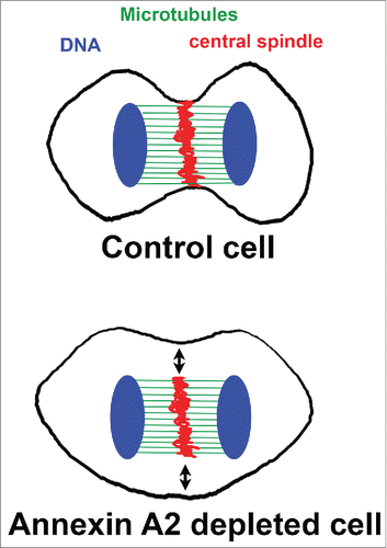 Figure 1. In control cells during anaphase the central spindle is in close proximity with the equatorial plasma membrane. In annexin 2 depleted cells the central spindle did assemble but has lost contact with the plasma membrane (black arrows). (DNA in blue, microtubule in green and midbody in red)