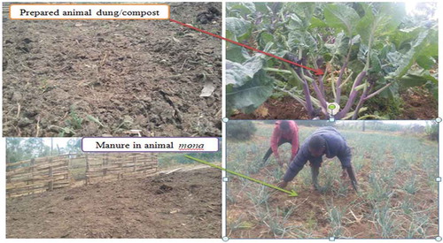 Figure 5. the preparation of manure and application system in the farm yields (Source: The author, 2019).