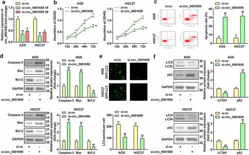 Figure 2. Down-regulated circ_0001658 regulated cellular functions of GC cells. (a) Circ_0001658 expression levels were detected using RT-qPCR after transfection. (b) Cell viability was detected using CCK-8. (c) Cell apoptosis was detected using flow cytometry. (d) Apoptosis-related proteins were measured by using Western blotting assay. (e) LC3 puncta were identified through immunofluorescence staining. (f) Autophagy-related proteins were measured using Western blotting assay. *P < 0.05, **P < 0.01, compared with si-nc group.