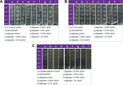 Figure 6 Antibacterial activity evaluation of alginate hydrogel/nZnO composite bandages.Notes: Against (A) Staphylococcus aureus (S. aureus), (B) Escherichia coli (E. coli), and antifungal activity evaluation against (C) Candida albicans by serial dilution method. The label on y-axis shows dilution factor.Abbreviation: nZnO, zinc oxide nanoparticles.