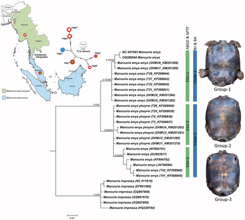 Figure 1. Map showing the distribution pattern of two subspecies and their intergradation zone in southern Thailand. Sampling sites indicated by dots. POPART generated TCS network for mtCytb haplotypes. Vertex with red-green shows Group 1, M. emys emys haplotypes, vertex with red-white shows Group 2 M. emys phayrei haplotypes and vertex with blue colour shows Group 3 haplotype. Bayesian phylogeny on mtCOI with posterior probability and bootstrap value by NJ analysis are superimposed with each node. The green bar represents the ESUs generated by ABGD and bPTP analysis while blue bar represents the clades generated by NJ and BA phylogenetic analysis. Plastron pattern of three morphological forms of M. emys shows with respective clades.