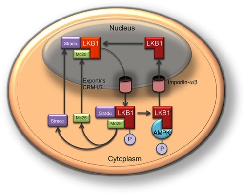 Figure 2 The nucleocytoplasmic shuttling of liver kinase B1 (LKB1) is a tightly regulated process important in the modulation of its activity. The cellular localization of LKB1 plays an essential role in its activity and ability to activate AMP-activated protein kinase (AMPK). LKB1 cellular localization is mediated by cofactors, such as the Ste20-related adaptor (STRADα) and MO25. Binding of LKB1 to STRADα–MO25 complex induces relocalization of LKB1 from the nucleus to the cytoplasm stimulating its catalytic activity, for example promoting the phosphorylation of AMPK. Although LKB1 is imported into the nucleus by importin-alpha/beta, STRADα and MO25 passively diffuse between the nucleus and the cytoplasm. STRADα facilitates nuclear export of LKB1 by serving as an adaptor between LKB1 and exportins CRM1 and exportin7.Citation4,Citation5,Citation8