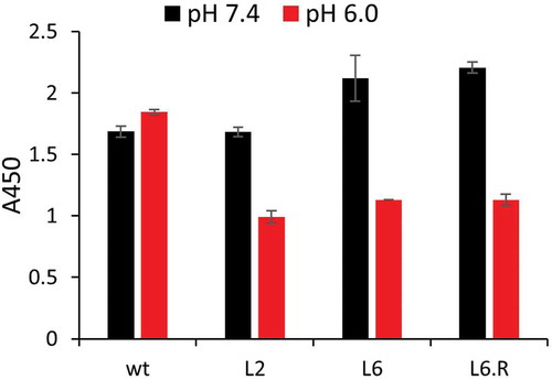 Figure 5. Dissociation study of full-length anti-SEB antibody. Wt, L2, L6, or L6.R was immobilized on ELISA surface and then incubated with a saturating concentration of biotinylated SEB. After washing in PBST pH 6.0 or 7.4 for 15 min, bound SEB was detected using streptavidin-HRP.