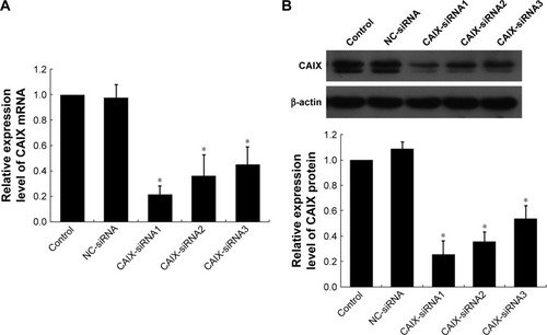 Figure 2 CAIX-siRNA treatment reduces CAIX mRNA and CAIX protein expression.