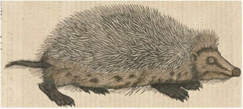 Figure 2. Konrad Gesner’s hedgehog https://www.nlm.nih.gov/exhibition/historicalanatomies/gesner_home.html p. 400.