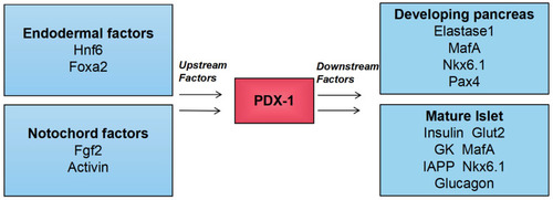 Figure 1 Upstream regulator and direct downstream target of PDX-1. The figure highlights the central role of PDX-1 in the pancreas. Extracellular factors (Fgf2 and activin) derived from the notochord and intracellular factors (transcription factors Foxa2 and Hnf6) synergistically activate the expression of PDX-1 in the primitive intestinal endoderm.