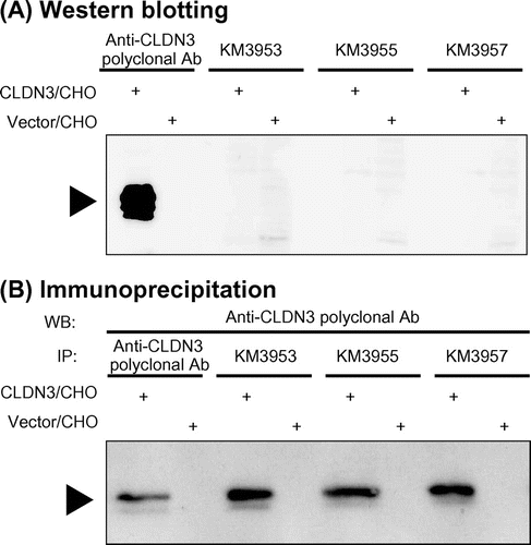 Fig. 4. Western blotting and immunoprecipitation assay with anti-CLDN3 MAbs.