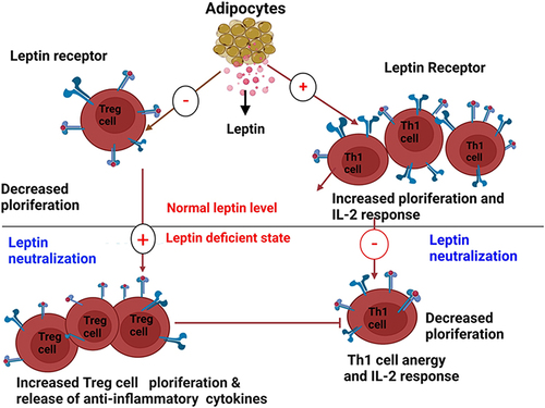 Figure 1 Opposite effects of leptin and its neutralization on Th1 and Treg cells (Created with https://biorender.com). Leptin generated from adipose tissue induces Th1 cells (right) to multiply and release pro-inflammatory cytokines including leptin and IL-2. On the other hand, Treg cells (left), which release leptin in an autocrine loop and regulate their hyporesponsiveness, are prevented from proliferating by leptin. These reactions are reversed by leptin neutralization, which results in a reduction in Th1 cell proliferation and cytokine release (right) and a significant expansion of Treg cells (left).