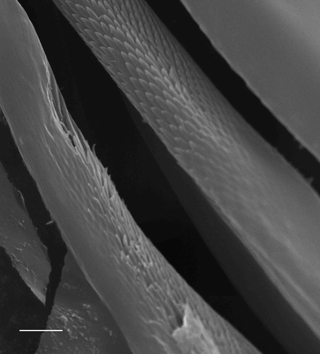 Figure 3. Notochaetae: Leaena ebranchiata (75°14′ N 171°10′ W, 455 m, scale 3 μm).