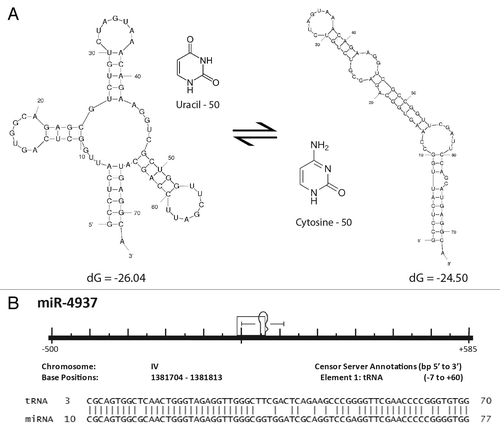 Figure 5. Formation of a miR through tRNA mutation. (A) Structural diagram illustrating the potential effects of a single point mutation to tRNA secondary structure. The most thermodynamically stable conformations of two tRNA sequences are shown. The two sequences resulting in the distinct structural conformations are identical except that the uracil at position 50 in the endogenous tRNA shown on the left has been replaced by a cytosine at position 50 on the right. Secondary structures and thermodynamic stabilities were computed using Mfold.Citation37 (B) Caenorhabditis elegans miR-4937 alignment to the RFAM data set. All repetitive elements and noncoding RNAs (open rectangles) occurring within 500 bp (5′ and 3′) have been included in the scale diagram as depicted in Figure 1B. While we find numerous loci arising by the mechanism depicted in Figure 1A, we find others (like miR-4937) do not. Significantly aligning to a C. elegans tRNA (tRNAArgTCG), we propose an additional mechanism (point mutation(s) resulting in an alteration of normal tRNA secondary structure gave rise to pre-miR-4937.