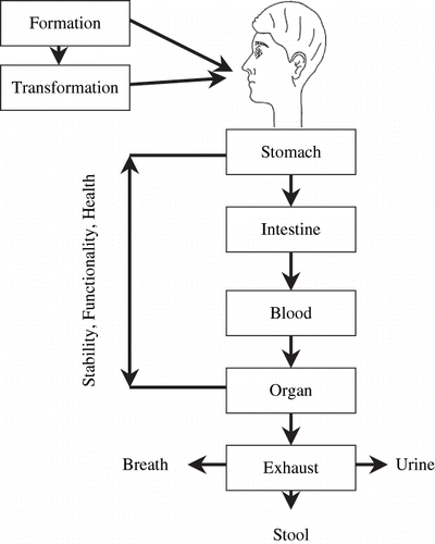 Figure 2 Cycle of active components in body.