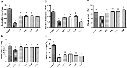 Figure 2. Effects of VA on delayed-type hypersensitivity to SRBC (A); proliferation response of splenic lymphocytes to ConA (B); NK cell activity (C); macrophage phagocytosis by carbon clearance assay (D); leukocyte count (E).