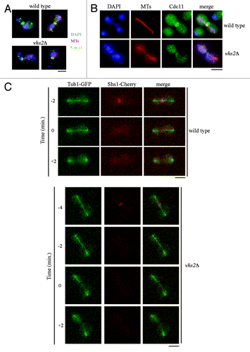 Figure 4. The lack of Vhs2 affects septin ring dynamics. (A and B) In situ immunofluorescence analysis of nuclei (DAPI), mitotic spindles (MTs), and septin ring deposition (Cdc11) of exponentially YEPD growing cultures of wild-type and vhs2Δ cells at 25 °C. (C) Exponentially growing cultures of wild-type and vhs2Δ cells, all expressing fully functional SHS1-Cherry and TUB1-GFP fusions, were arrested in G1 by α-factor and released from G1 arrest at 25 °C in synthetic medium plates for time-lapse analysis. Pictures as shown in the panel were taken every 2 min for 5 h, and time-lapsed images were assembled to show Shs1–Cherry and Tub1–GFP dynamics; time = 0 is the time of mitotic spindle breakdown occurrence (see also Videos S1 and S2). Bar: 5 μm.