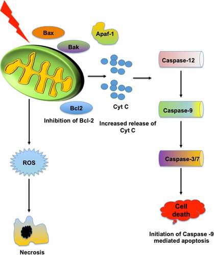 Figure 3. The modulation of key GTPase after PDT. PDT effects various signalling pathways in cell. The Rho and Ras GTPase are among the key GTPase protein which are known to involve in several cellular pathways. PDT is known to modulate the exchange of GTP and GDP which caused alternation in Rho GTPase function leading to downregulation several cellular pathways such as cytoskeleton modulation. Similarly PDT downregulated the Ras GTPase pathways leading to inhibition of cell division and proliferation. Apart from Rho and Ras, PDT also effects several other GTPase signalling cascades which results in modulation of various cellular functions.