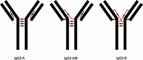 Figure 1. Three structural isoforms of IgG2 (A, A/B, and B) and their associated disulfide connections depicted with red lines. Modified and used with permission of American Chemical Society, from ref.;Citation15 permission conveyed through Copyright Clearance Center, Inc