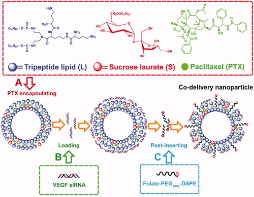 Figure 1. Schematic illustration of the construction of co-delivery nanoparticles. The co-delivery nanoparticles were prepared through PTX encapsulating (A), VEGF siRNA loading (B), and folate-PEG2000-DSPE post-inserting (C).